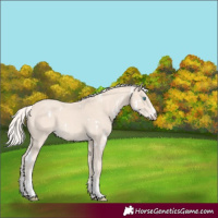 Horse Color:White Spotted Cremello Sabino