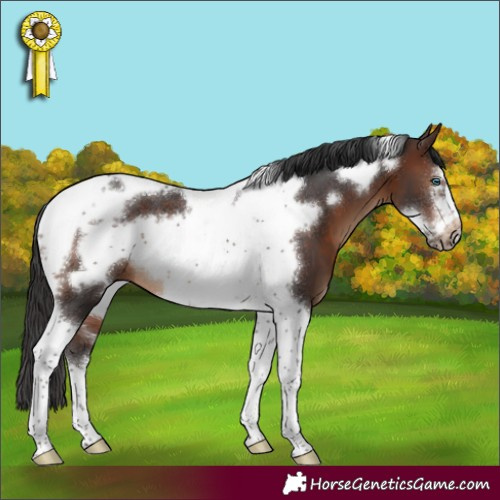Horse Color:Brown Sabino Tobiano Frame 