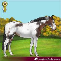 Horse Color:Brown Sabino Tobiano Frame