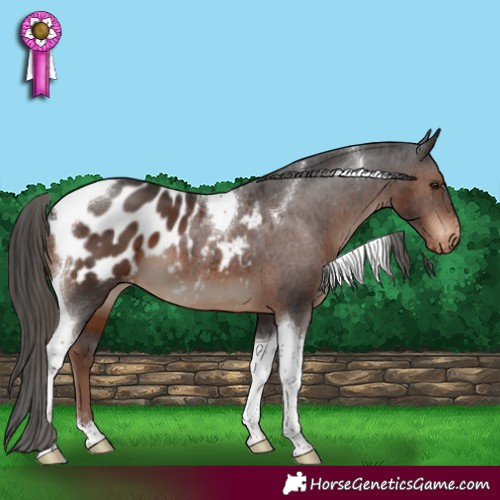 Horse Color:Liver Chestnut Tobiano Appaloosa 