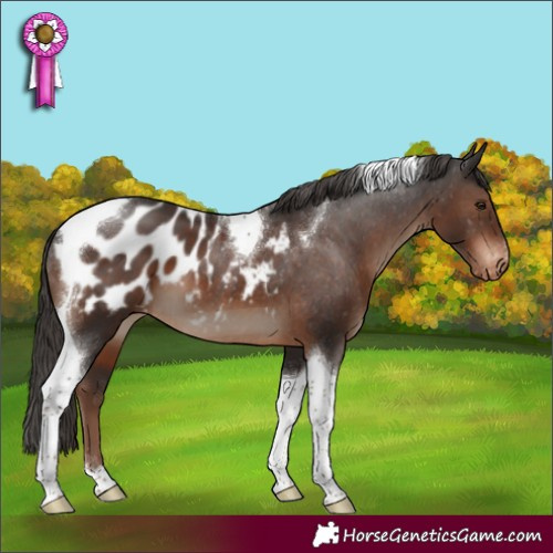 Horse Color:Liver Chestnut Tobiano Appaloosa 