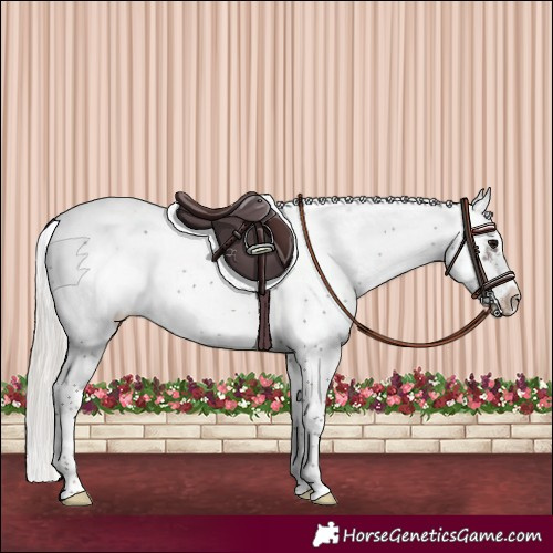 Horse Color:Silver Black Sabino Frame Appaloosa 