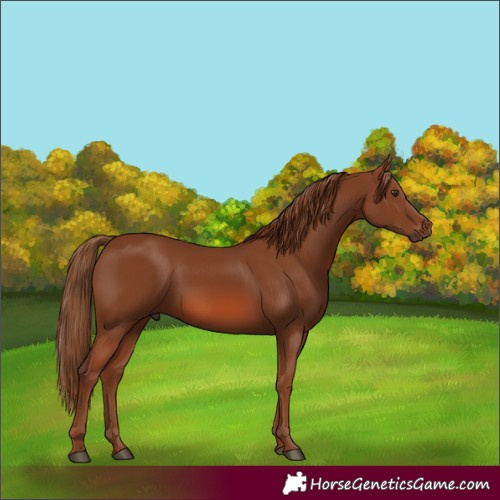 Horse Color:Chestnut 