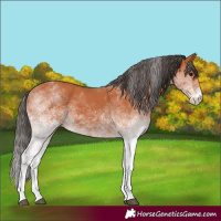 Horse Color:White Spotted Bay 