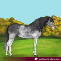 Horse Color:White Spotted Black