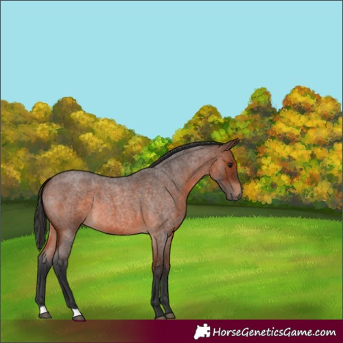 Horse Color:Brown Roan 