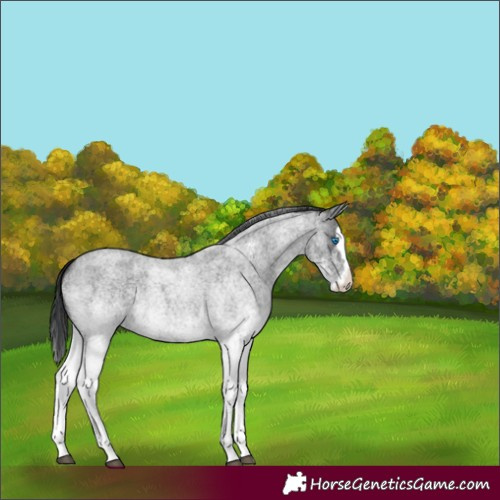 Horse Color:White Spotted Blue Roan Splash