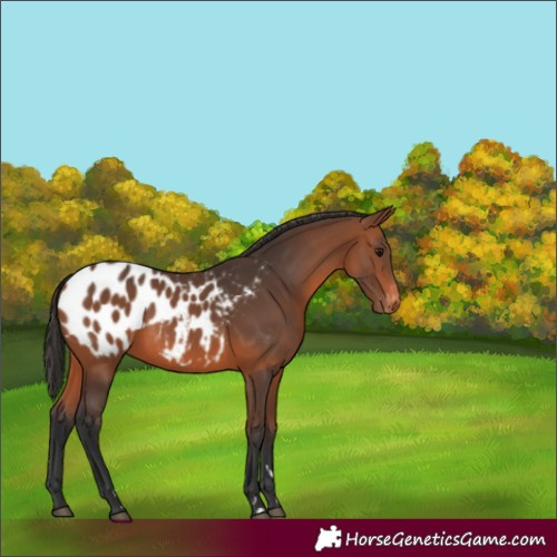 Horse Color:Bay Appaloosa 