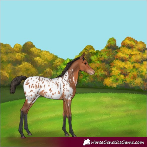 Horse Color:Bay Appaloosa 