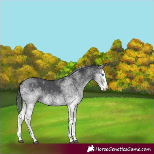 Horse Color:White Spotted Black Splash
