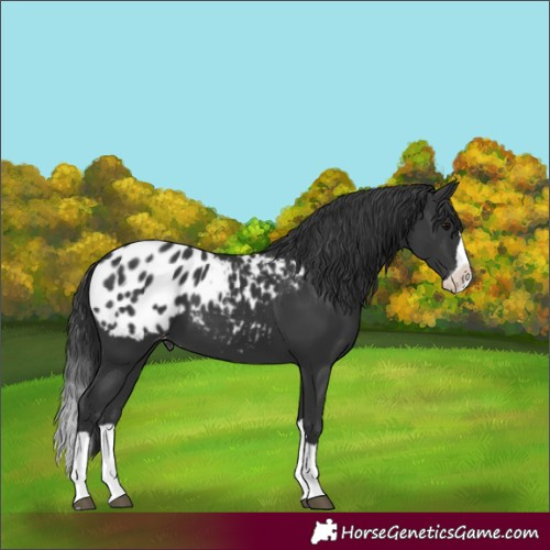 Horse Color:Black Splash Appaloosa 
