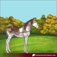 Horse Color:Liver Chestnut Sabino Splash Tobiano