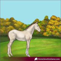 Horse Color:Buckskin Pearl Dun Tobiano Rabicano