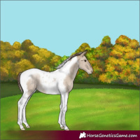 Horse Color:Grullo Pearl Tobiano Rabicano 