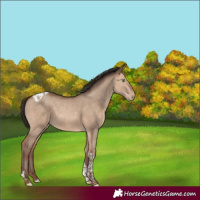 Horse Color:Sable Champagne Dun Tobiano 