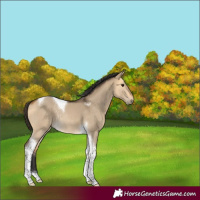 Horse Color:Buckskin Dun Tobiano Rabicano 