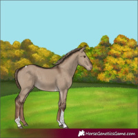 Horse Color:Liver Red Dun Tobiano Rabicano