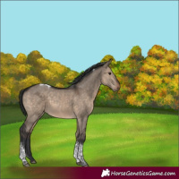 Horse Color:Brown Dun Tobiano Rabicano