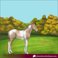 Horse Color:Chocolate Palomino Pearl Tobiano Rabicano