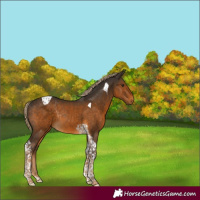 Horse Color:Chocolate Palomino Tobiano Rabicano 