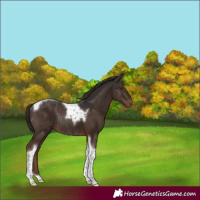 Horse Color:Liver Chestnut Tobiano Rabicano