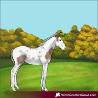 Horse Color:Liver Red Dun Splash Tobiano Rabicano