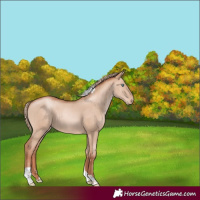 Horse Color:Gold Champagne Dun Tobiano Rabicano
