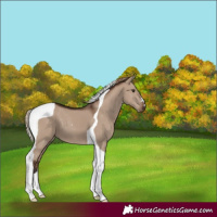 Horse Color:Liver Red Dun Tobiano
