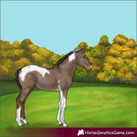 Horse Color:Liver Red Dun Tobiano Rabicano 