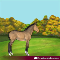 Horse Color:Buckskin Dun 