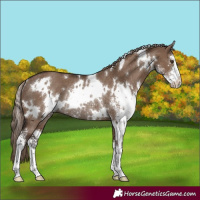 Horse Color:White Spotted Liver Red Dun Sabino Rabicano