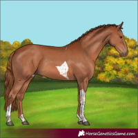 Horse Color:Chestnut Tobiano Rabicano 