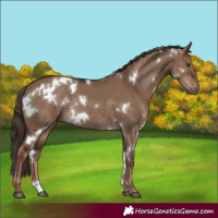 Horse Color:White Spotted Liver Red Dun Rabicano