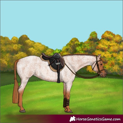 Horse Color:Red Roan 