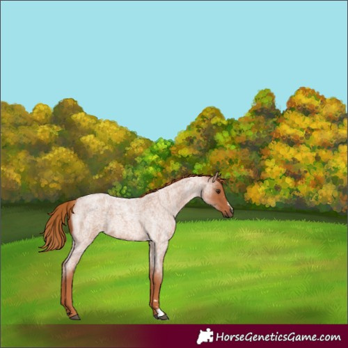 Horse Color:Red Roan 