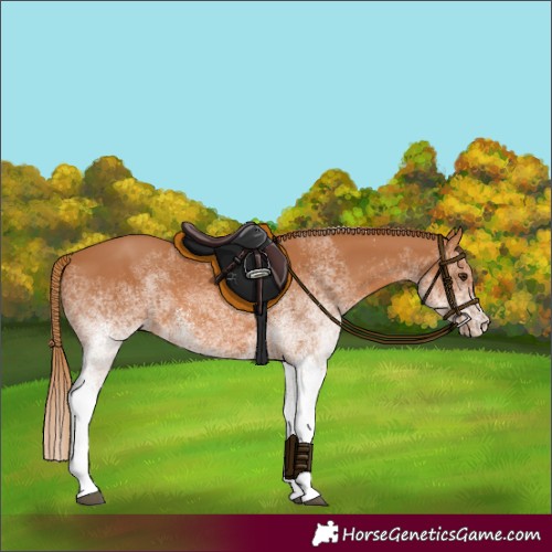 Horse Color:White Spotted Chestnut Tobiano 