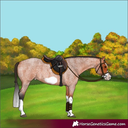 Horse Color:Bay Roan Splash Frame