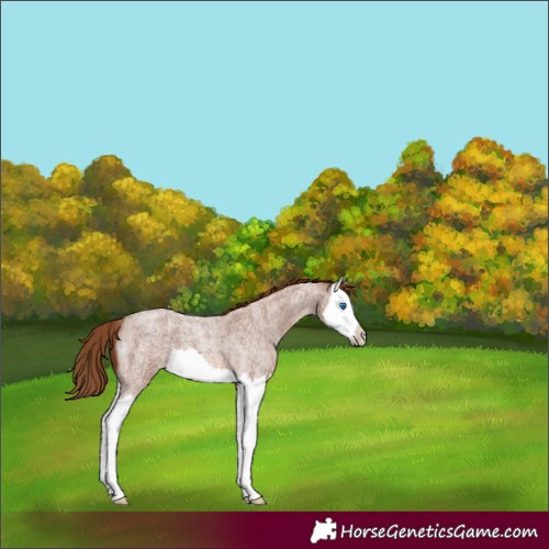 Horse Color:Red Roan Splash 