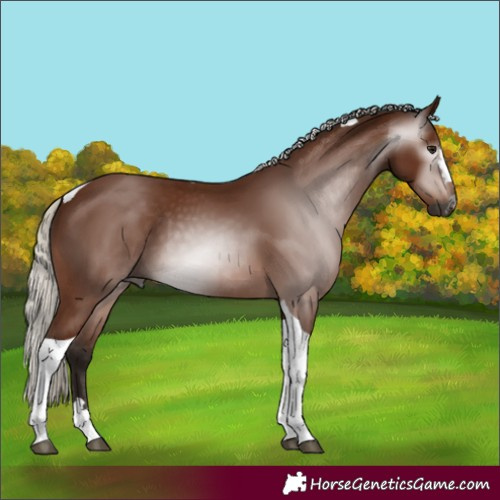 Horse Color:Gray Silver Bay Tobiano 