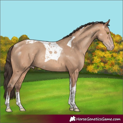 Horse Color:Amber Champagne Tobiano Rabicano