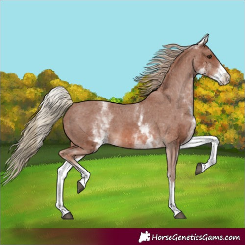 Horse Color:White Spotted Chestnut Varnish 