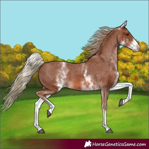 Horse Color:White Spotted Chestnut Appaloosa 