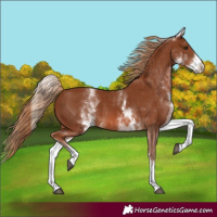 Horse Color:White Spotted Chestnut 