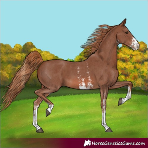 Horse Color:Chestnut Sabino