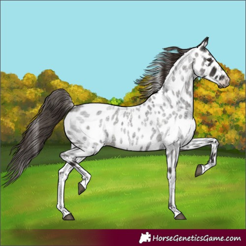 Horse Color:White Spotted Liver Red Roan Near Leopard 