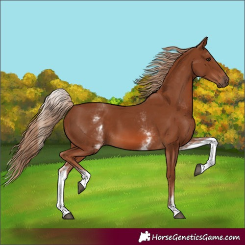 Horse Color:White Spotted Chestnut 