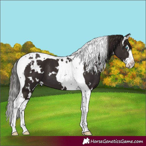 Horse Color:White Spotted Liver Chestnut Splash Tobiano 