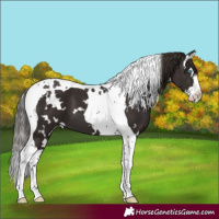 Horse Color:White Spotted Liver Chestnut Splash Tobiano 