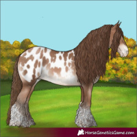 Horse Color:Brown Pearl Sabino Tobiano Appaloosa