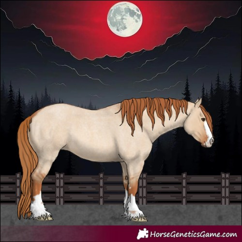 Horse Color:Red Dun Roan 